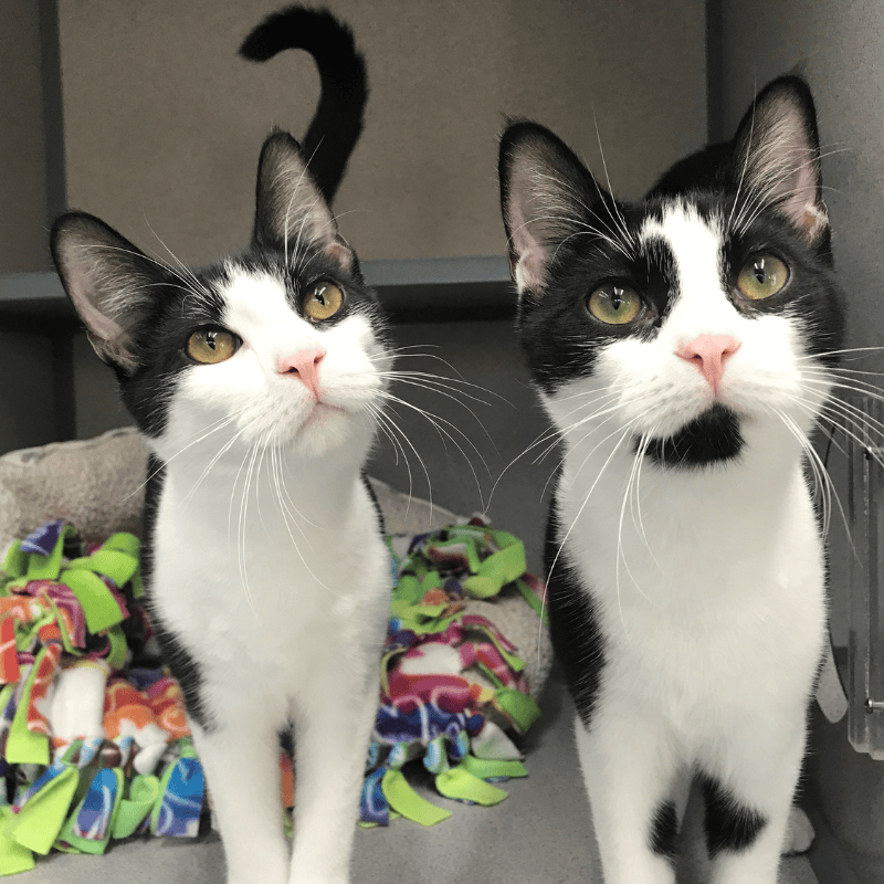 Abbott and Costello — Donation in honor