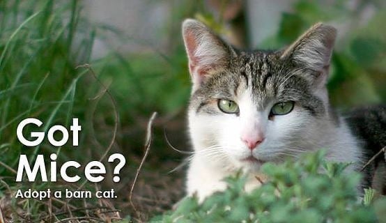 Working cats at SAVE shelter