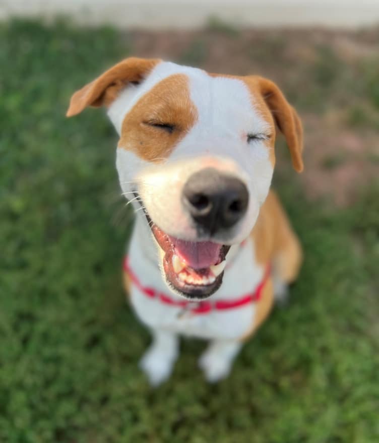 Adoptable dog at SAVE shelter