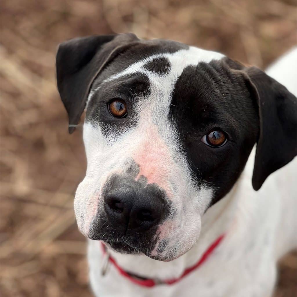 Adoptable dog at SAVE shelter
