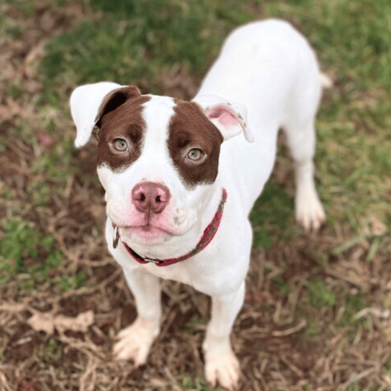 Penny Lane — One-time donation