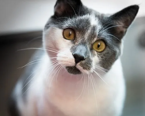 Salt the cat at SAVE animal shelter