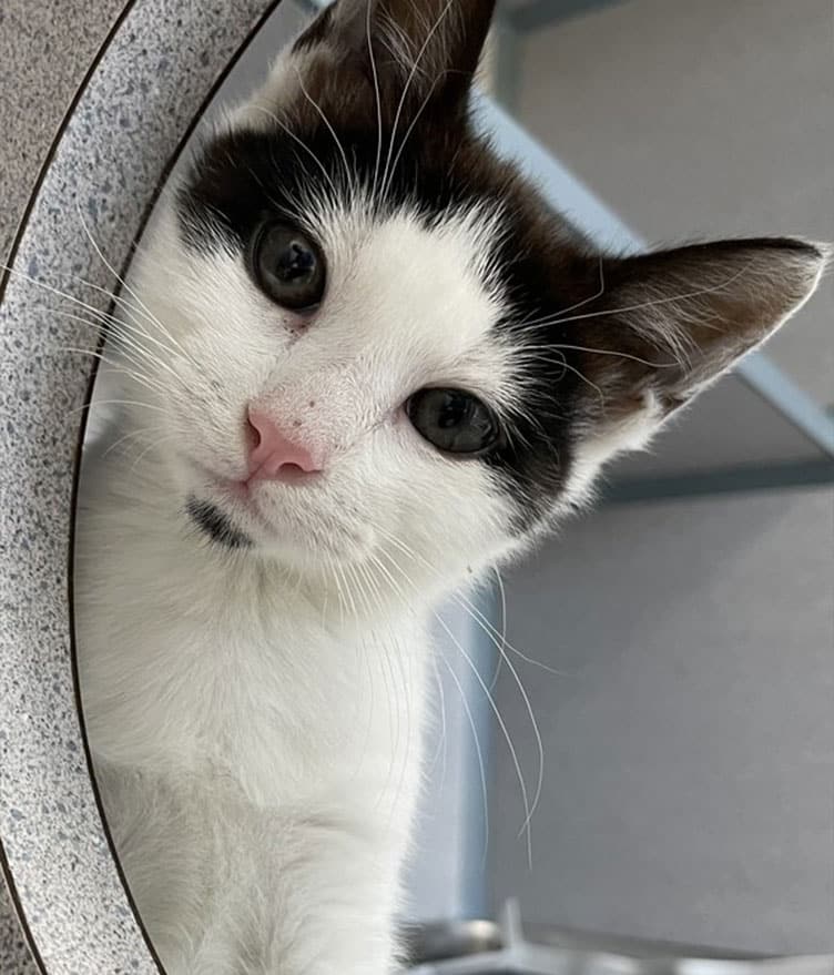 Senior cat available for adoption