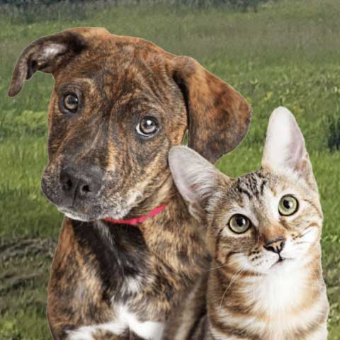 Sponsor a homeless pet at SAVE