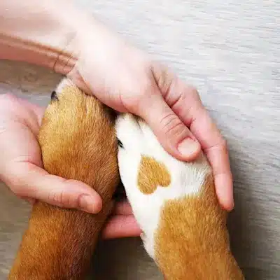 Donate to SAVE animal shelter